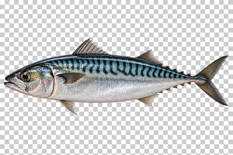 Whole Atlantic mackerel, isolated on a transparent background.