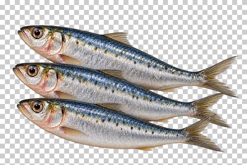 Three whole sardines in a compact fan, isolated on a transparent background.