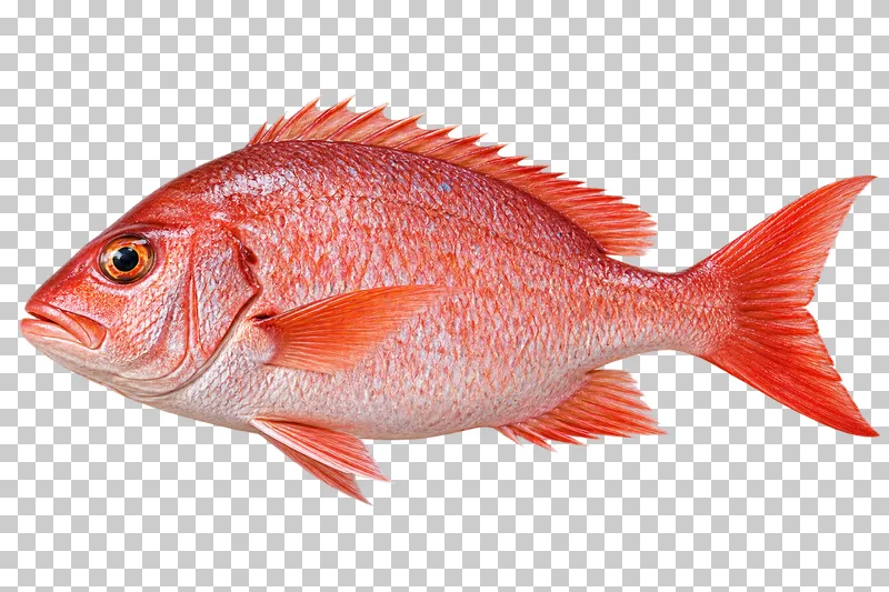 Whole red snapper, isolated on a transparent background.