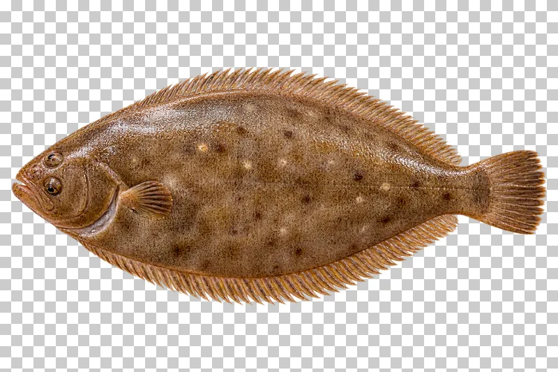 Whole Dover sole, isolated on a transparent background.