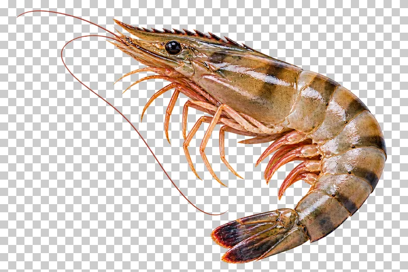 Whole raw head-on tiger prawn, isolated on a transparent background.