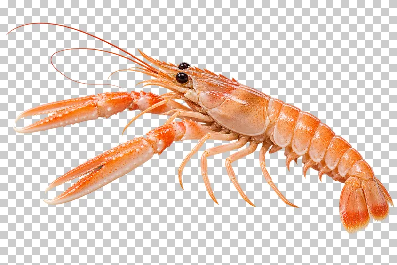 Whole raw langoustine, isolated on a transparent background.