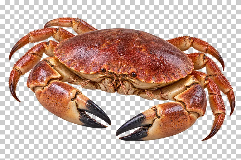Whole uncooked brown crab, isolated on a transparent background.