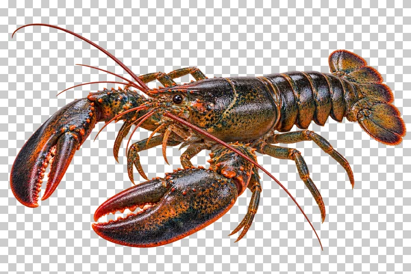 Whole uncooked lobster, isolated on a transparent background.