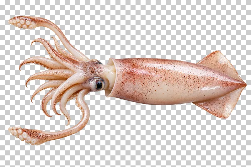 Cleaned whole raw squid with tentacles, isolated on a transparent background.