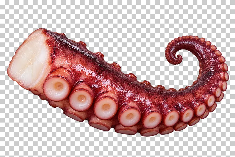 Cooked octopus tentacle, isolated on a transparent background.