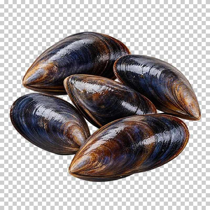 Fresh blue mussel cluster, isolated on a transparent background.