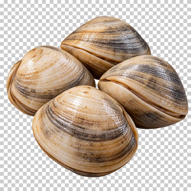 Fresh clam cluster, isolated on a transparent background.