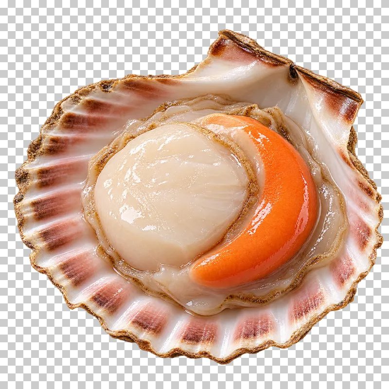 Scallop on a half shell, isolated on a transparent background.