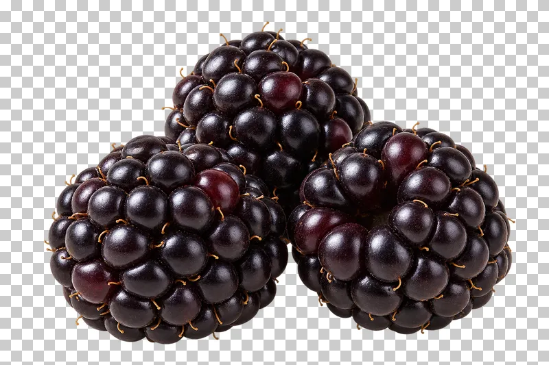 Three dark purple-black blackberries with plump drupelets and fine dried hairs.