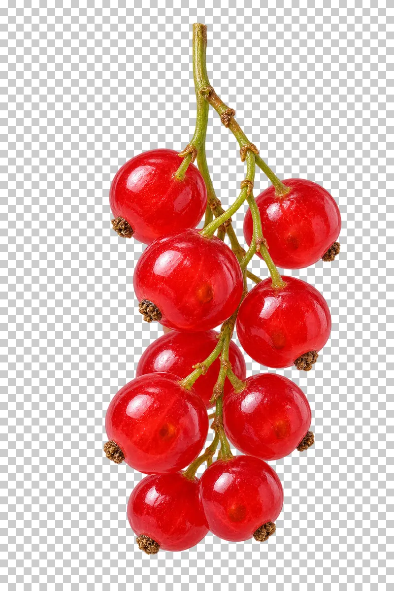 A drooping redcurrant sprig with translucent red berries and fine branching stems.