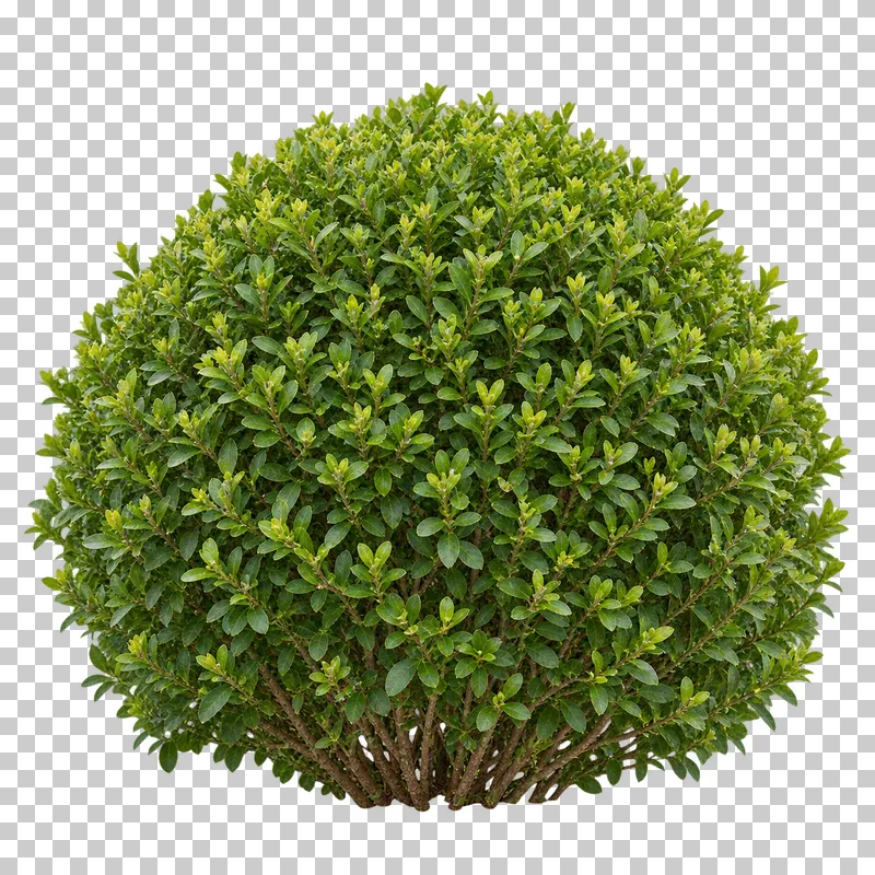 Photographic cutout of clipped boxwood sphere.