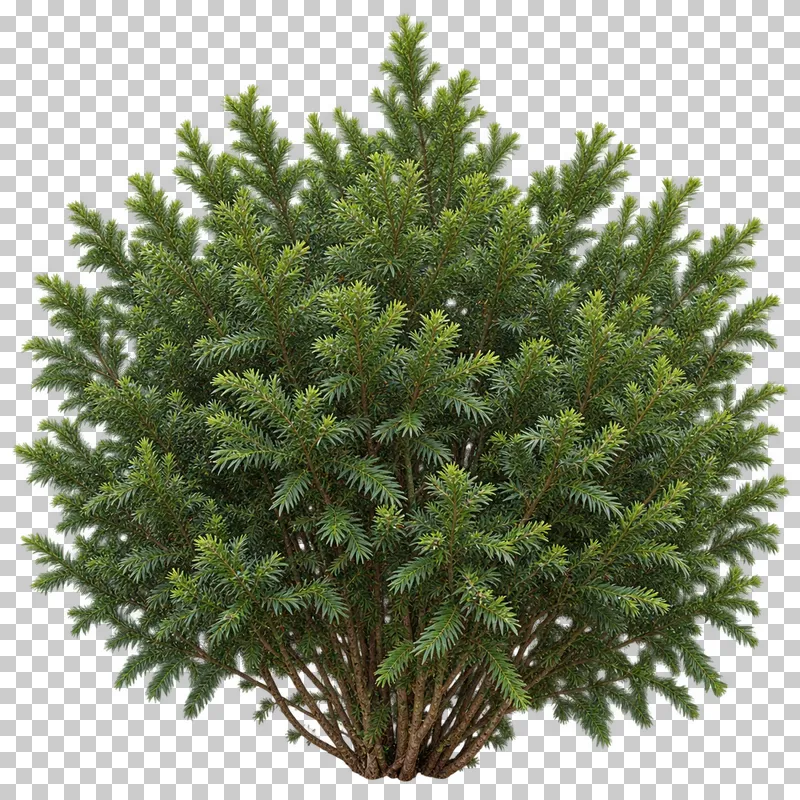 Photographic cutout of natural yew shrub.