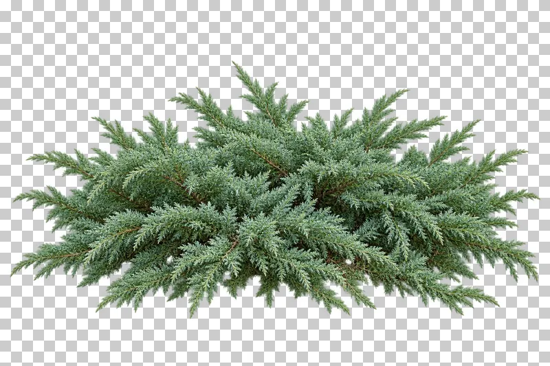 Photographic cutout of creeping juniper.