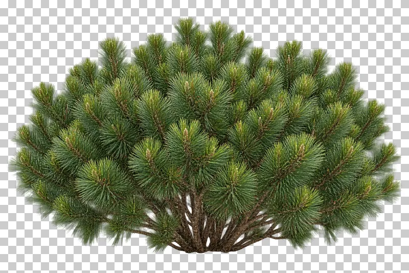 Photographic cutout of dwarf mugo pine.