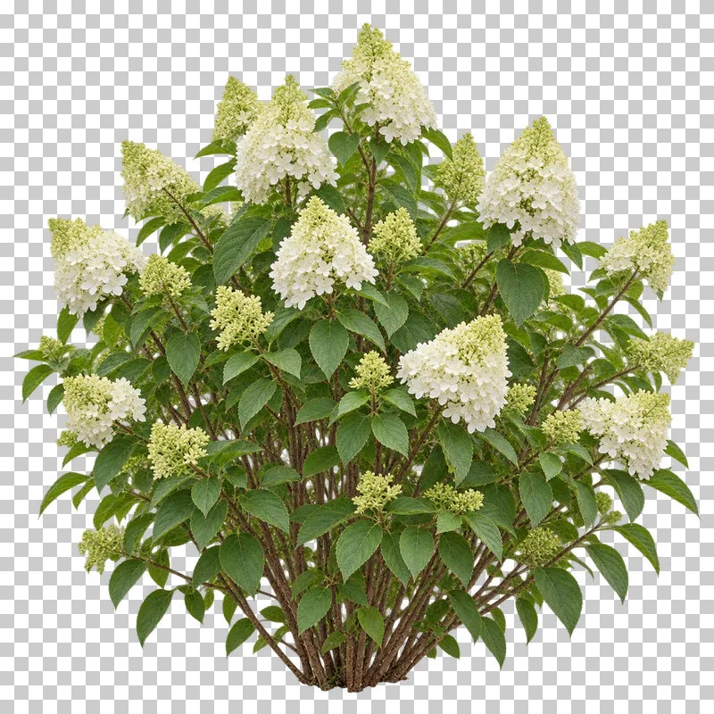 Photographic cutout of panicle hydrangea shrub.