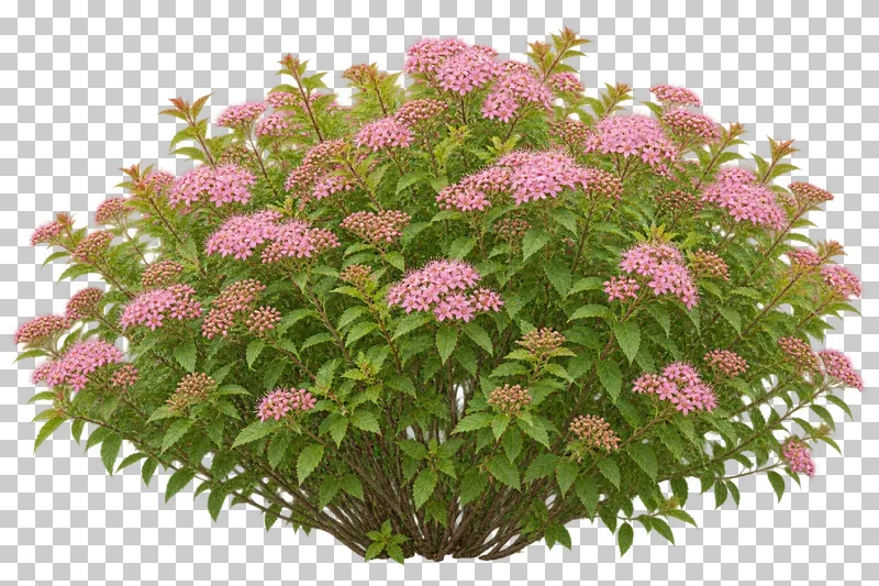 Photographic cutout of flowering japanese spirea.
