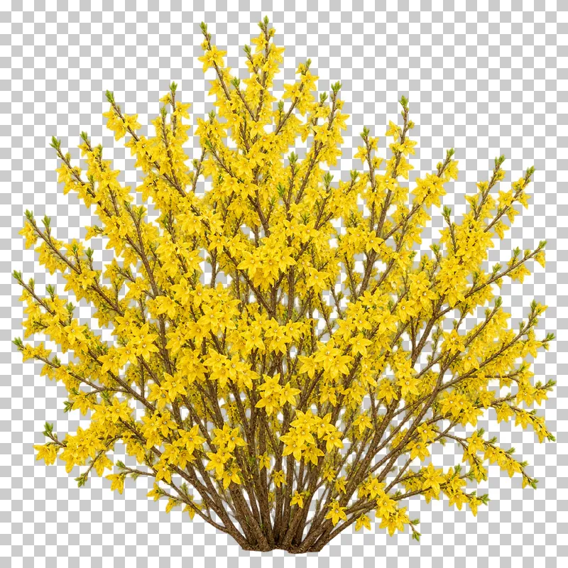 Photographic cutout of flowering forsythia.