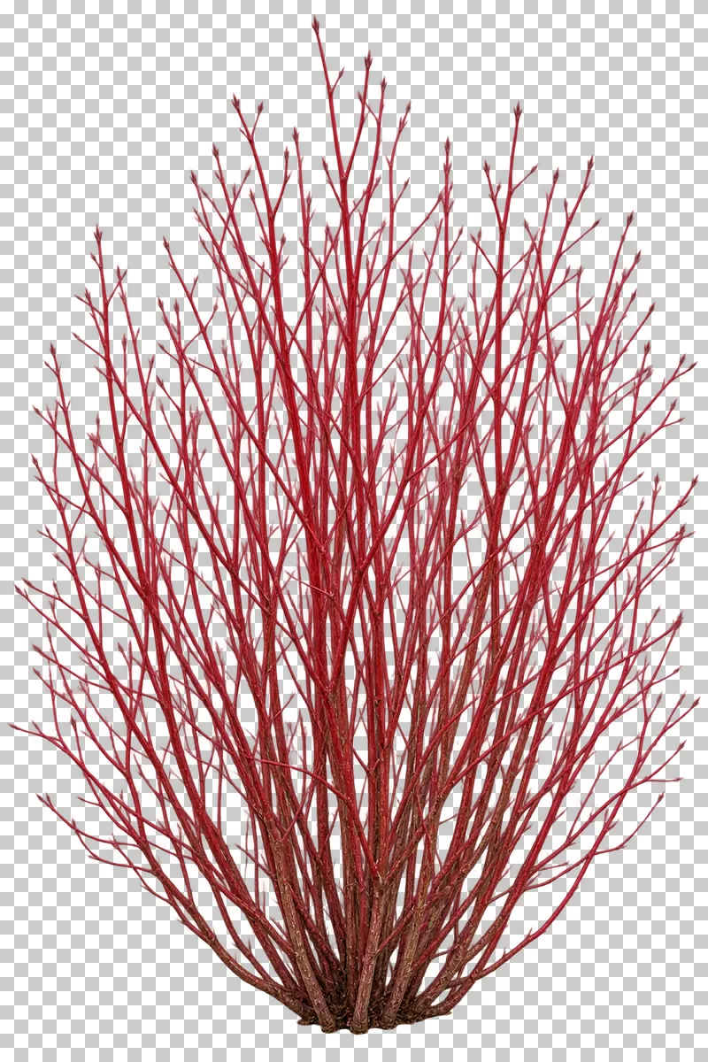 Photographic cutout of winter red-stem dogwood.