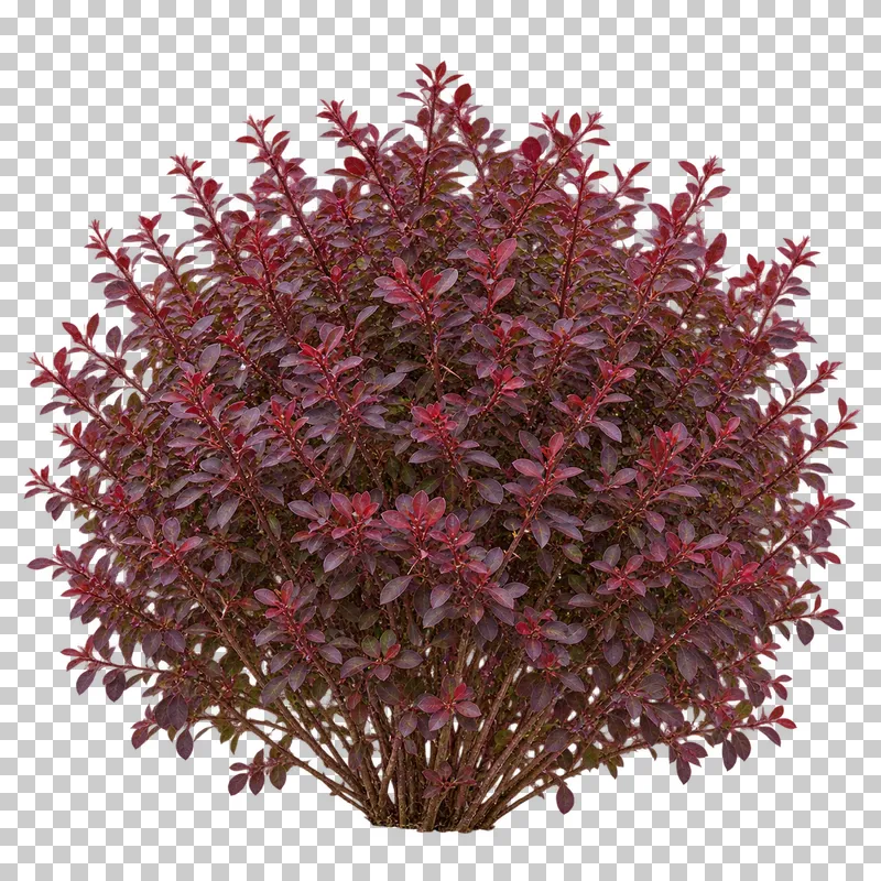 Photographic cutout of purple barberry shrub.
