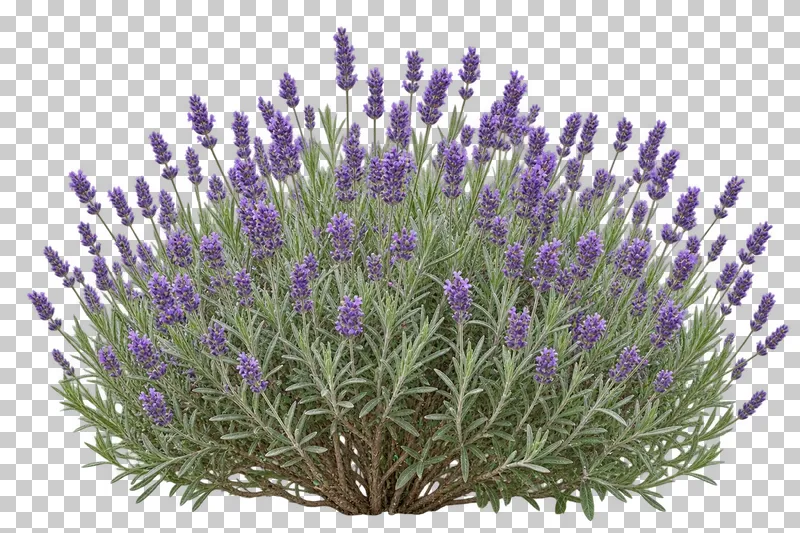 Photographic cutout of flowering lavender clump.