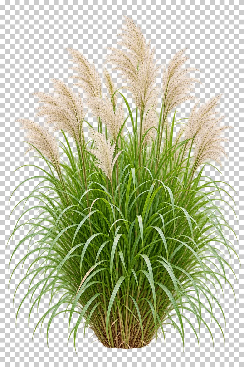 Photographic cutout of miscanthus clump.