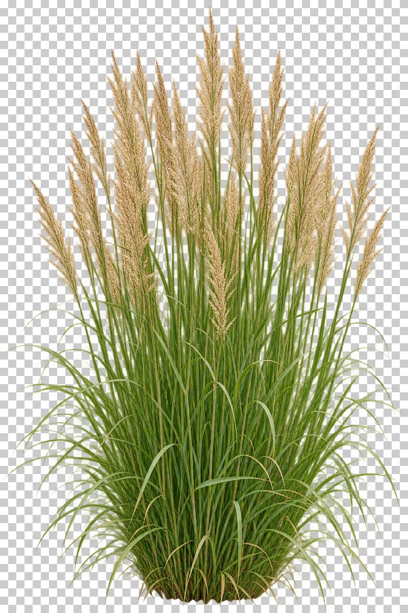 Photographic cutout of feather reed grass.