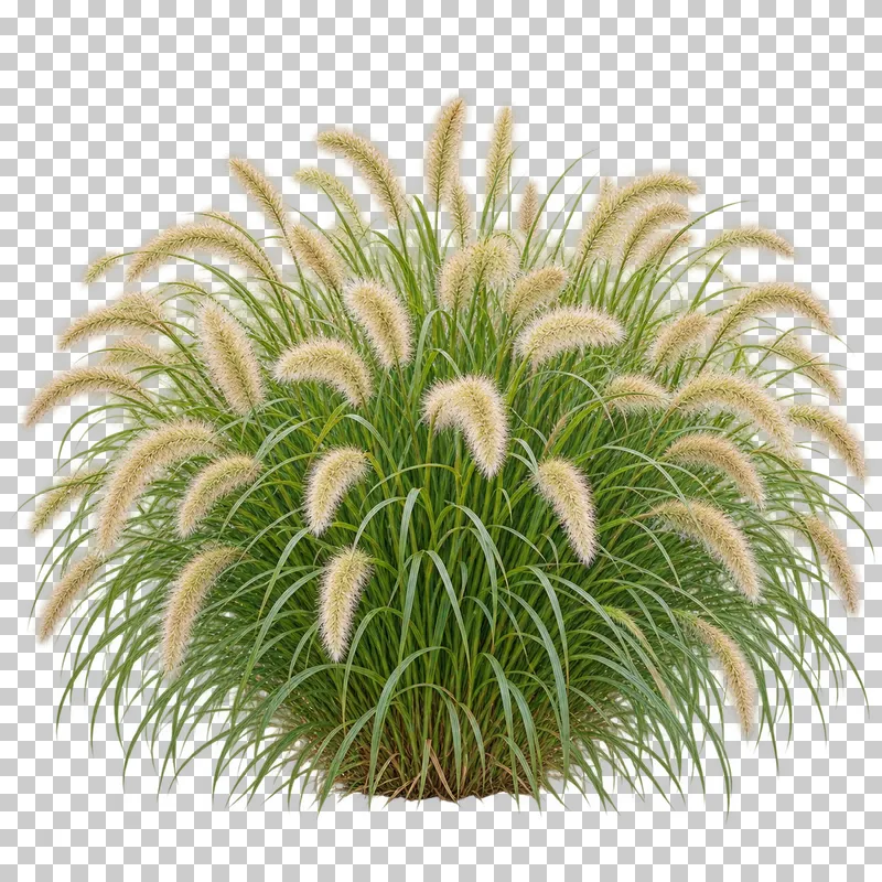 Photographic cutout of fountain grass clump.