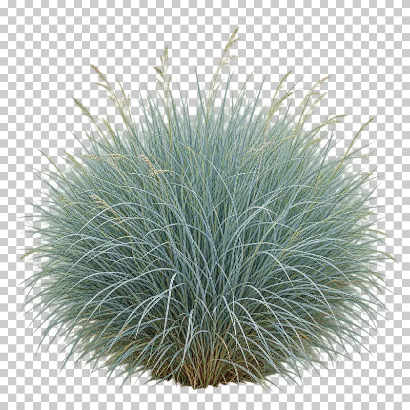 Photographic cutout of blue fescue tuft.
