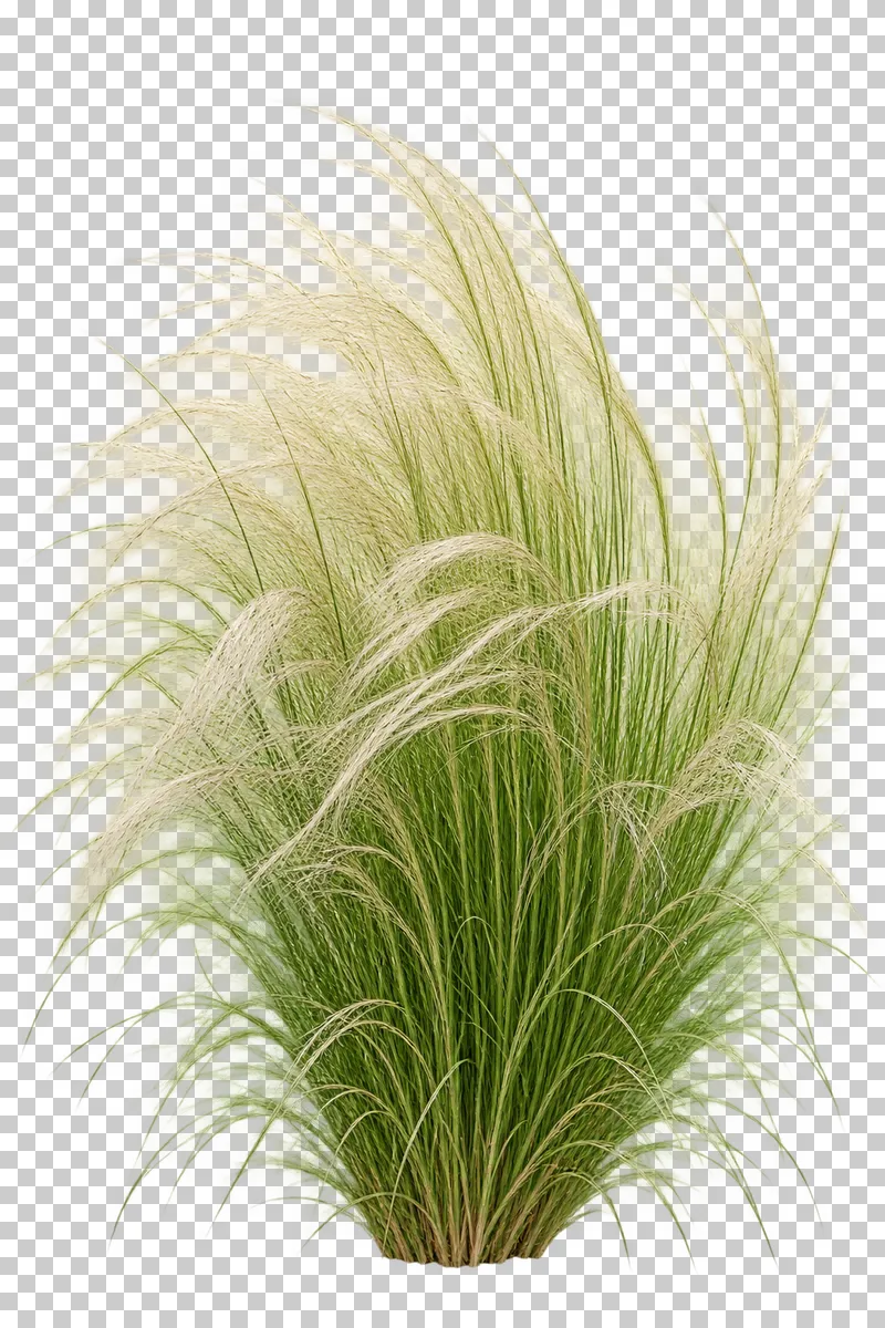 Photographic cutout of mexican feather grass.