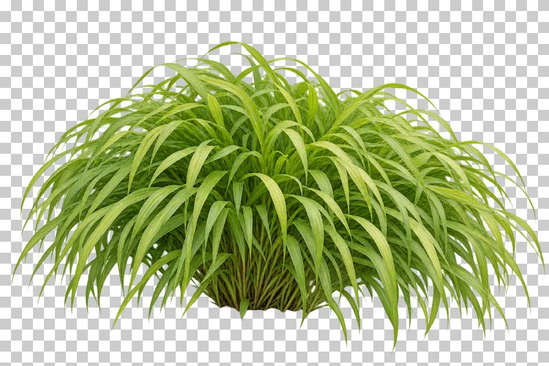 Photographic cutout of japanese forest grass.