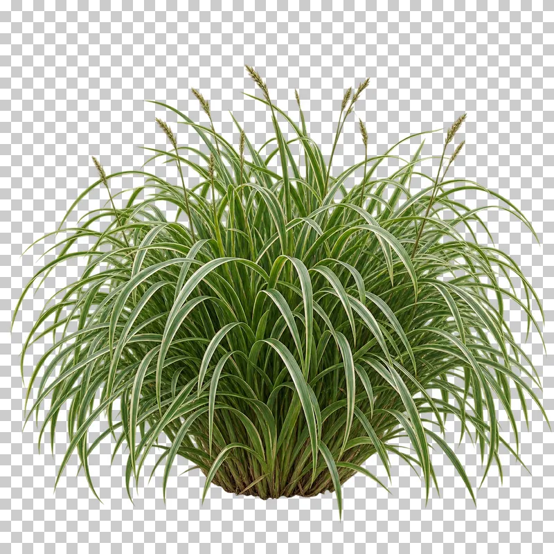 Photographic cutout of evergreen sedge clump.