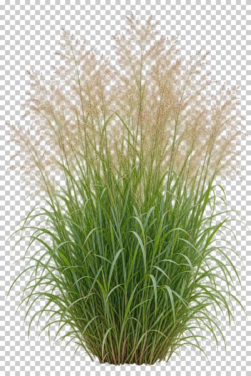 Photographic cutout of switchgrass clump.