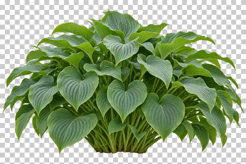 Photographic cutout of hosta clump.