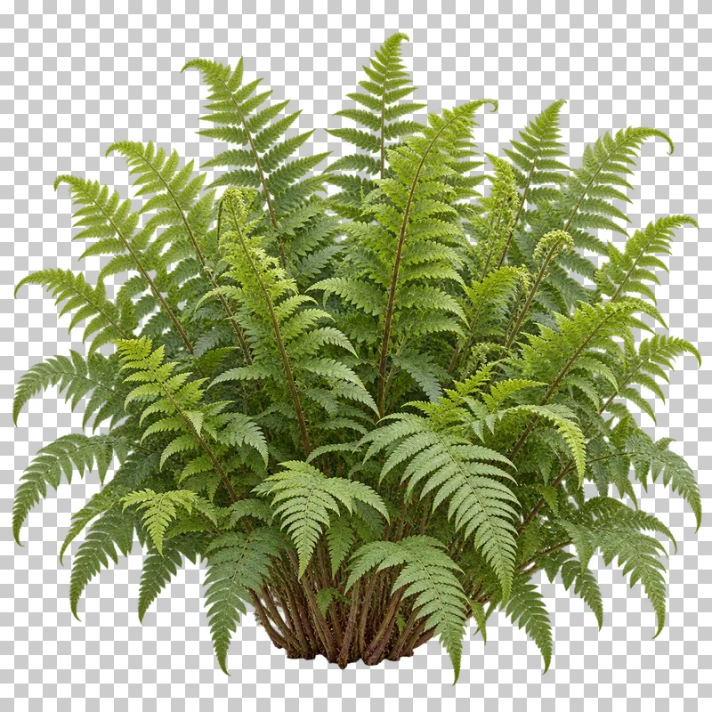 Photographic cutout of male fern clump.