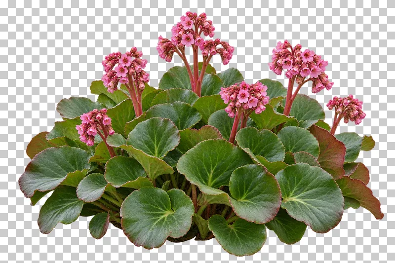 Photographic cutout of bergenia clump.
