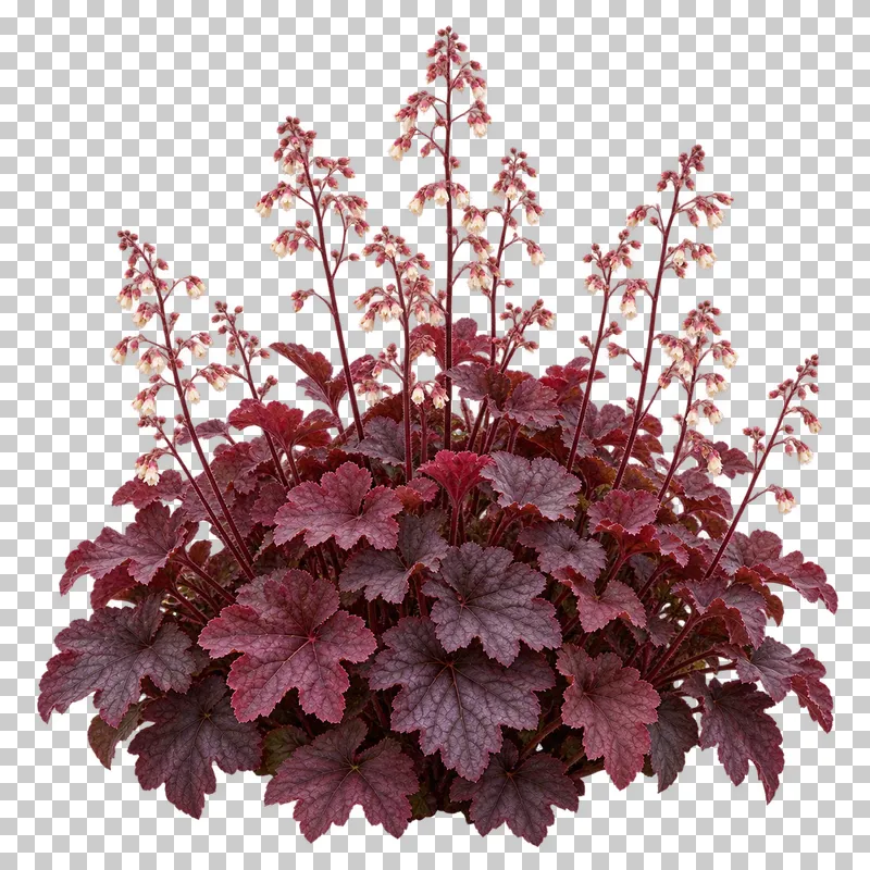 Photographic cutout of coral bells clump.