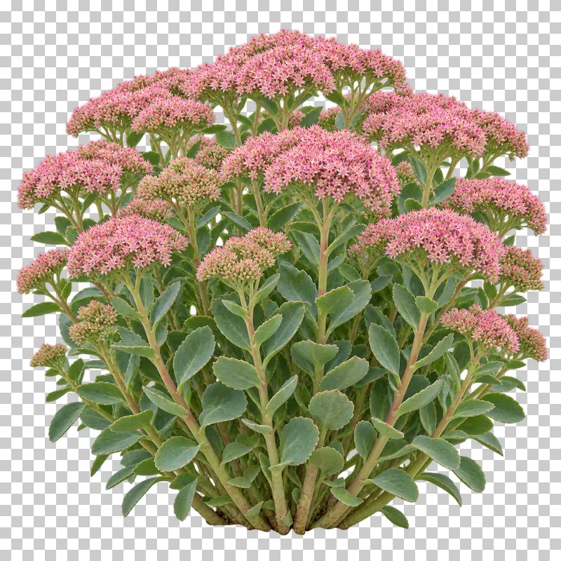 Photographic cutout of upright stonecrop clump.