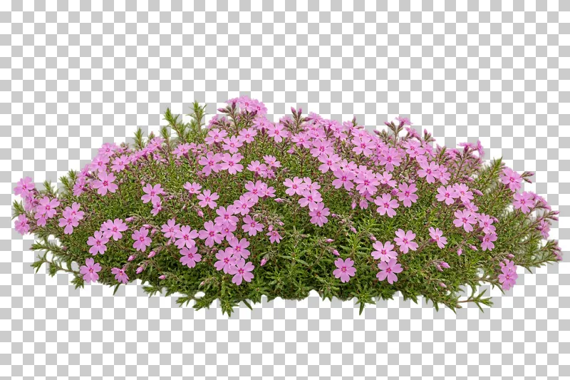 Photographic cutout of creeping phlox mat.