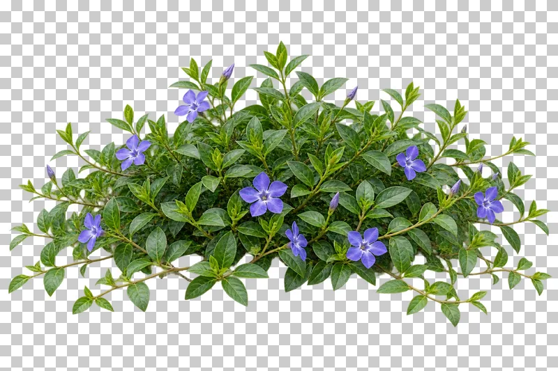 Photographic cutout of periwinkle groundcover.