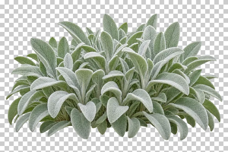 Photographic cutout of lamb's ear clump.