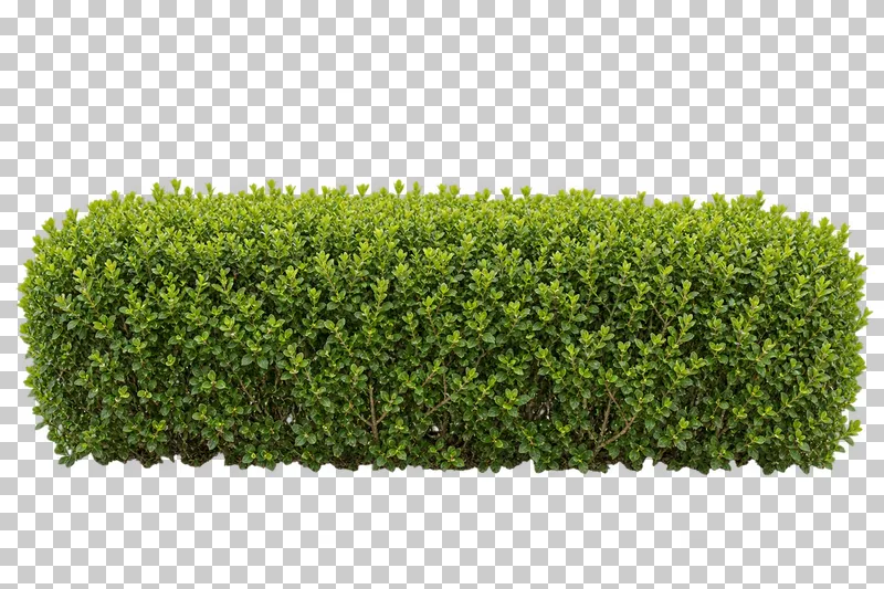 Photographic cutout of low clipped boxwood hedge.