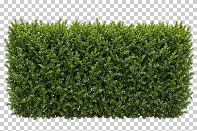 Photographic cutout of tall yew hedge.