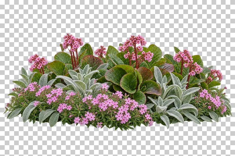 Photographic cutout of low flowering perennial border.