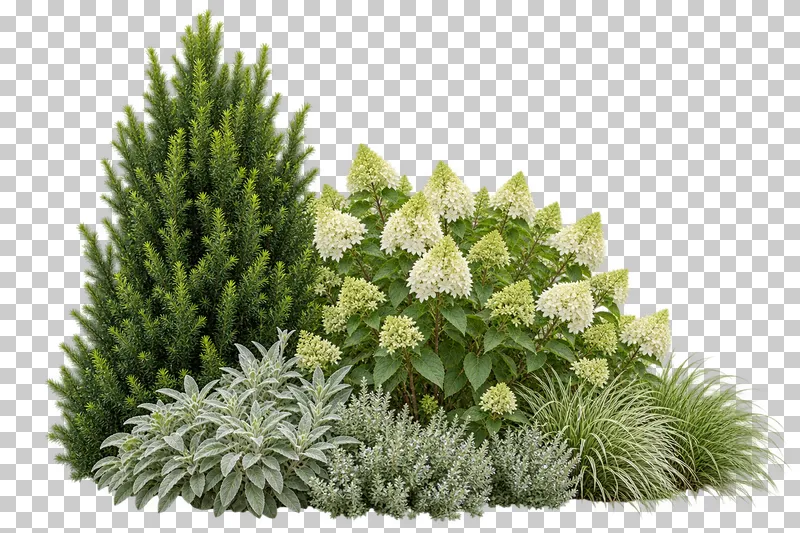 Photographic cutout of compact foundation planting group.