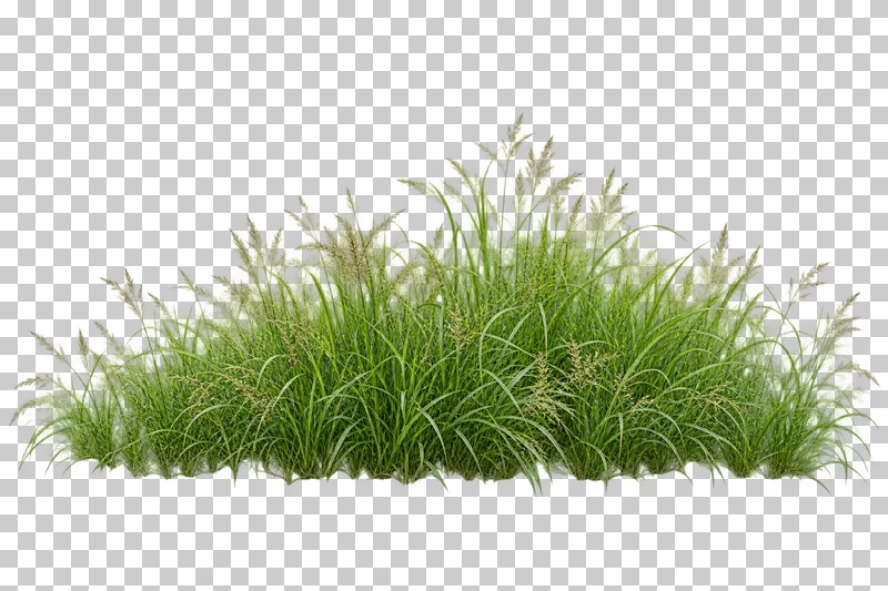 Photographic cutout of foreground grass edge.