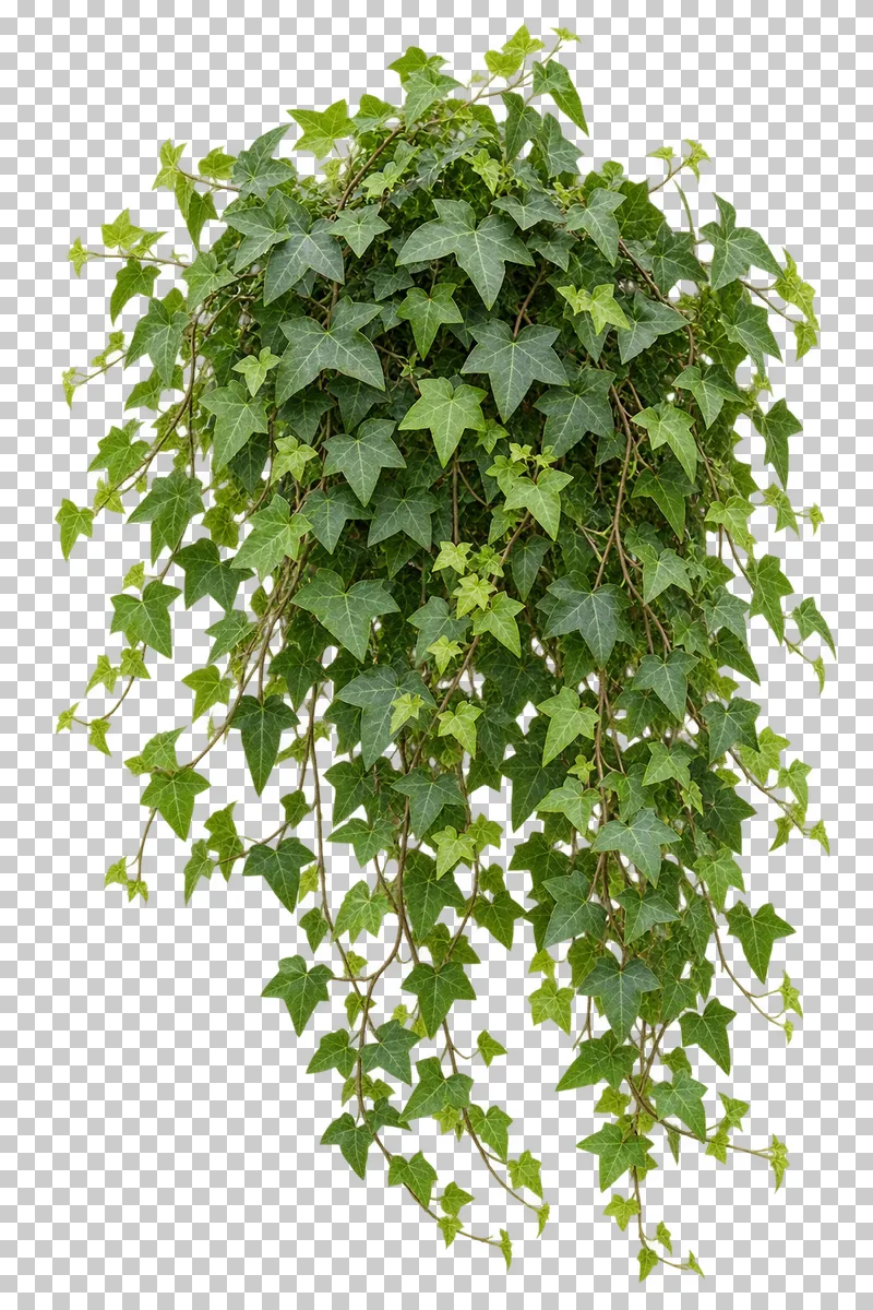 Photographic cutout of trailing ivy cascade.