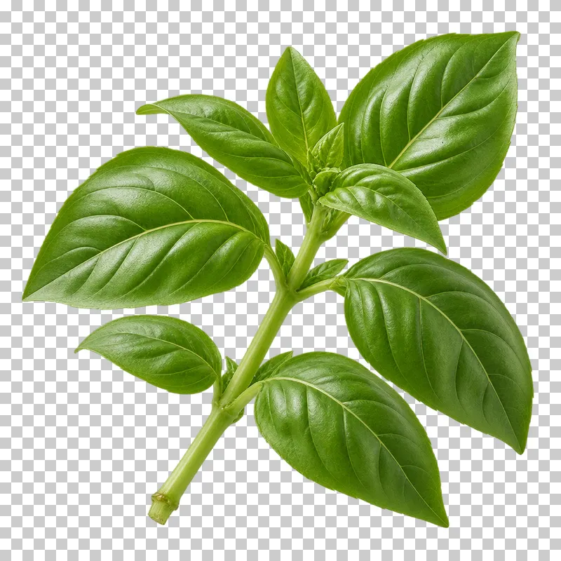 Genovese basil sprig with photographic detail, isolated on transparent background.