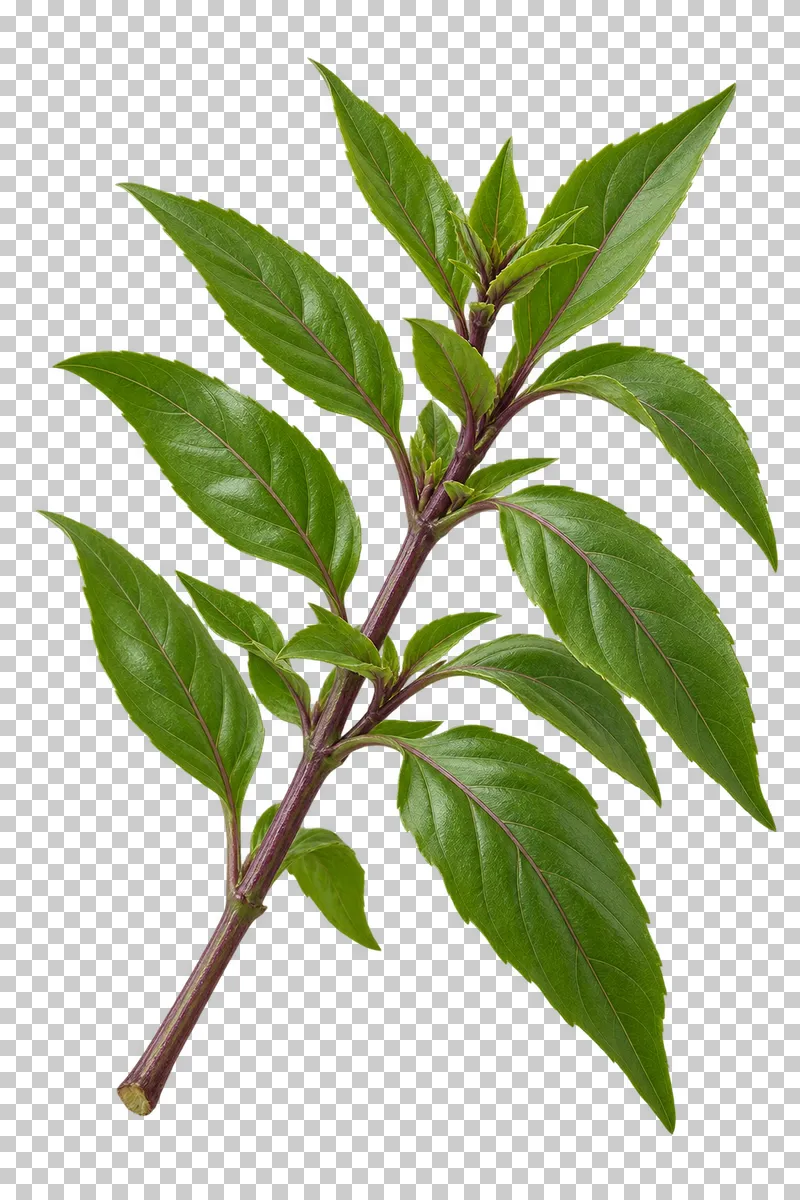 Thai basil sprig with photographic detail, isolated on transparent background.