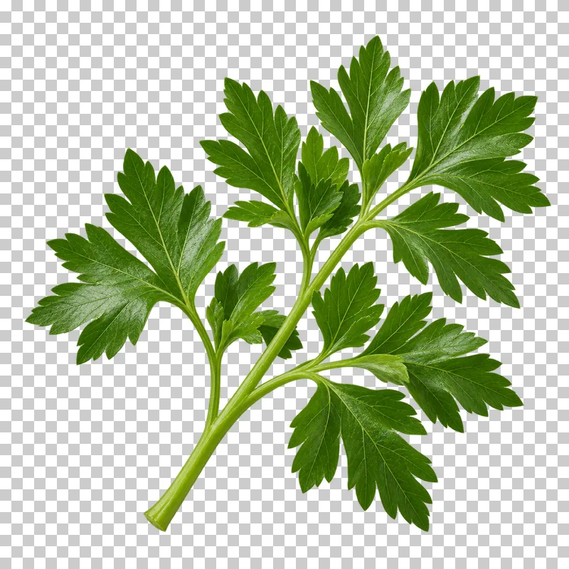 Flat-leaf parsley sprig with photographic detail, isolated on transparent background.